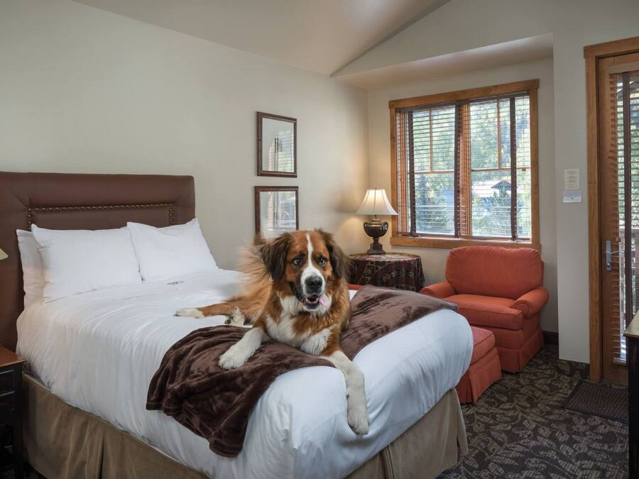 Habitación de hotel con una cama, un perro acostado encima, una silla, una lámpara y una ventana con persianas.