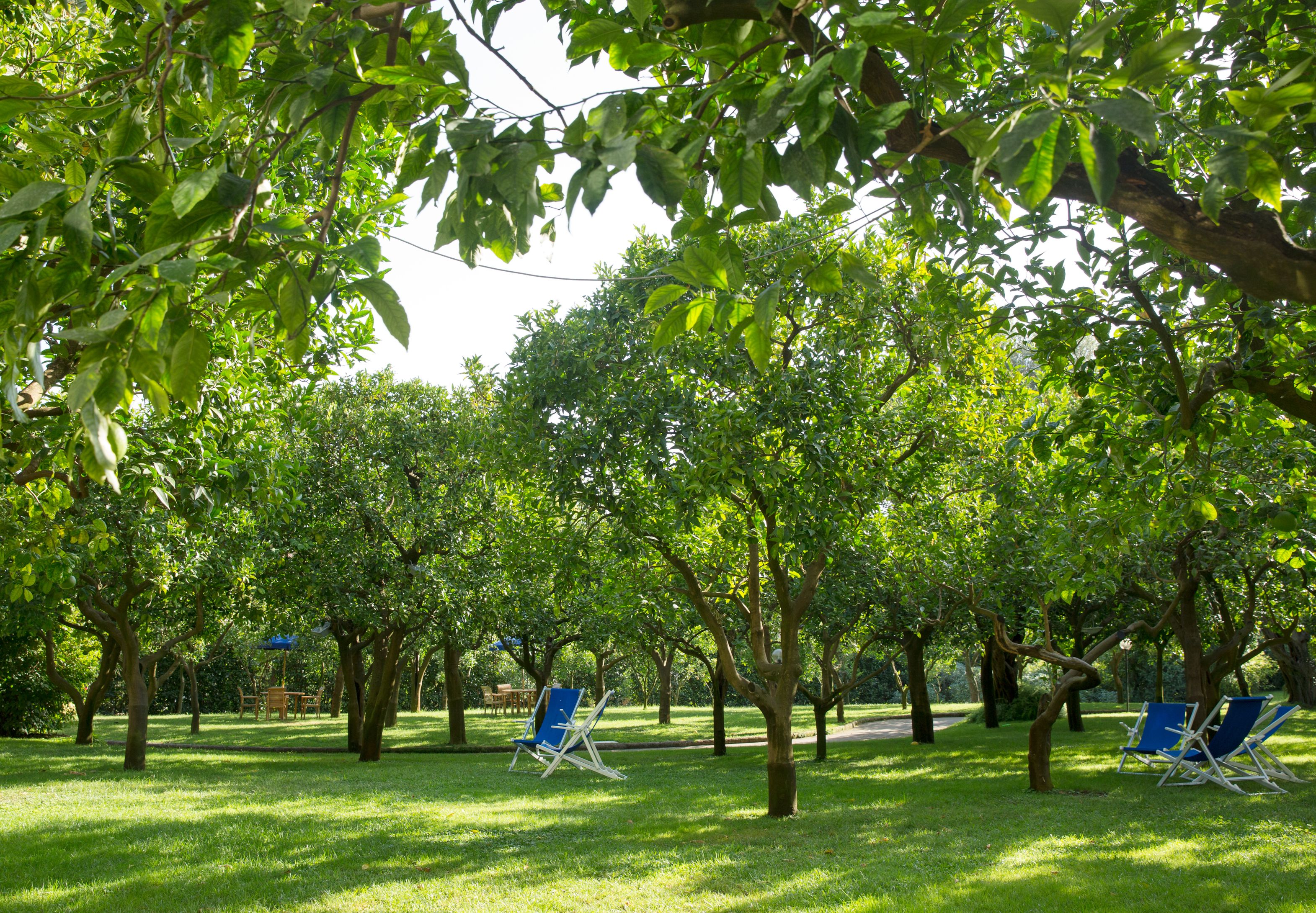 A park with trees and two blue lawn chairs.