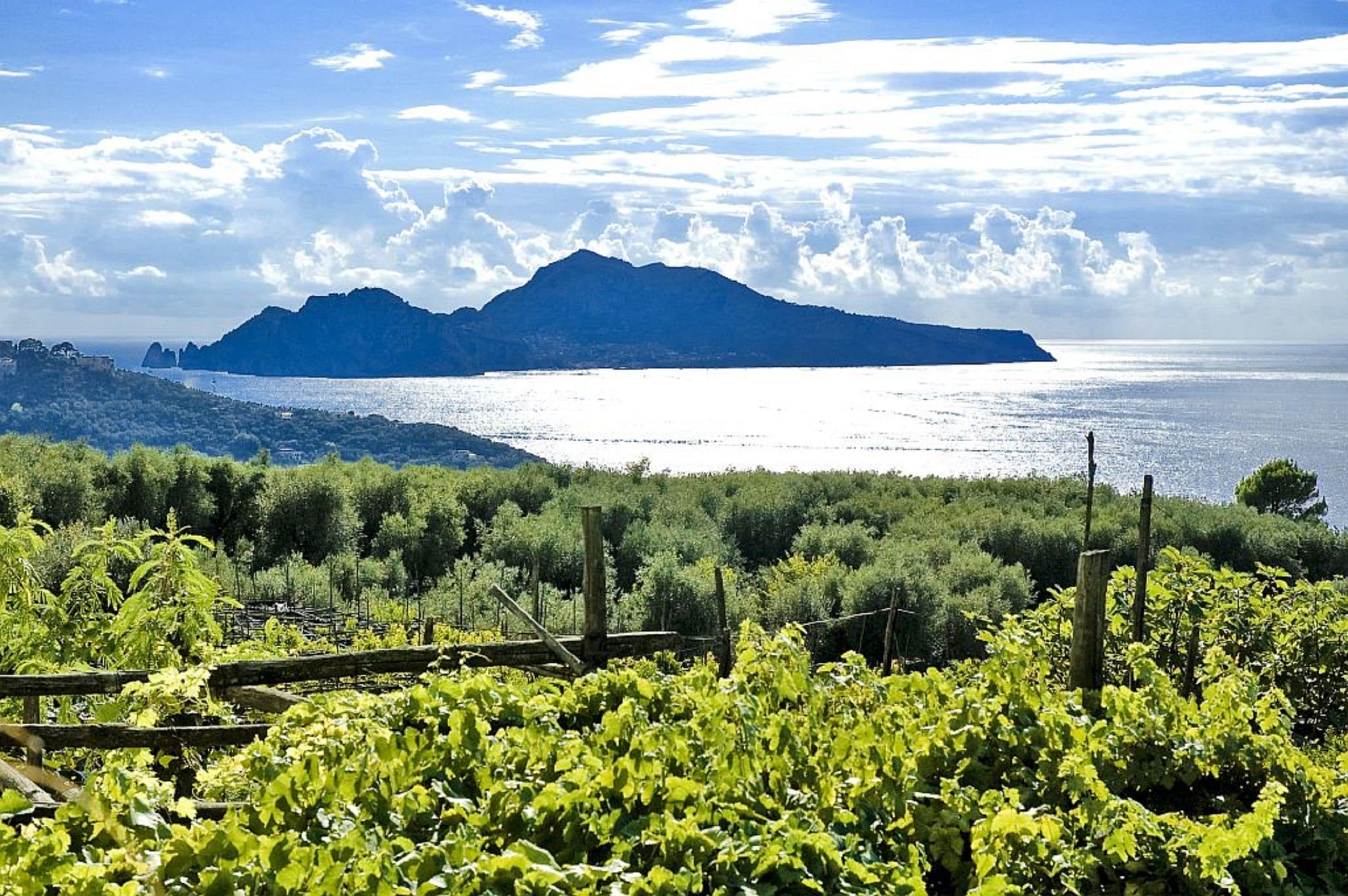 Viñedo con hileras de vides y montañas al fondo.