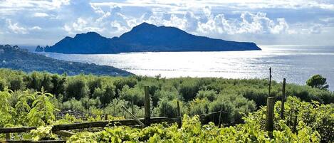 Viñedo con hileras de vides y montañas al fondo.