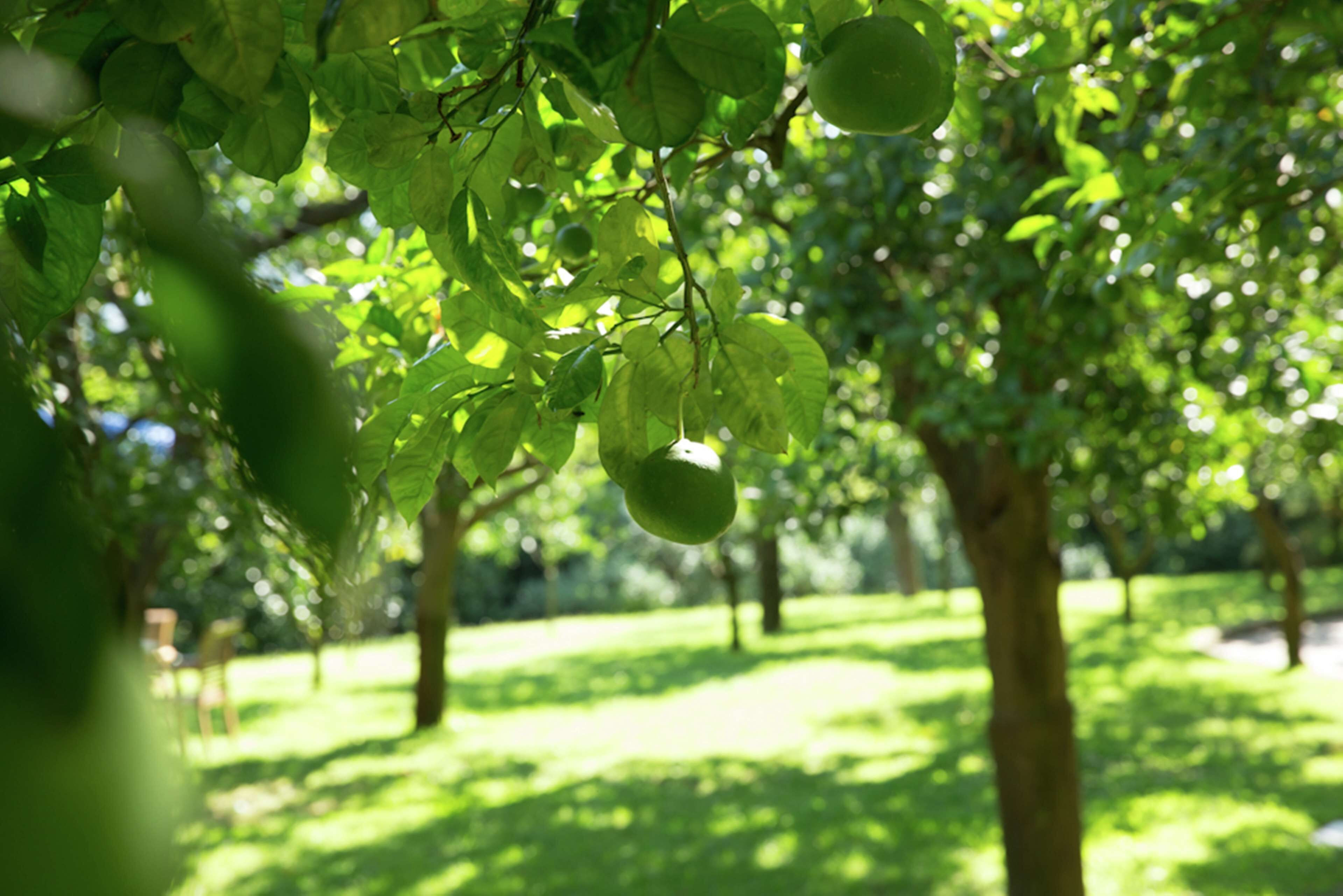 A tree with green leaves and fruit hanging from it.