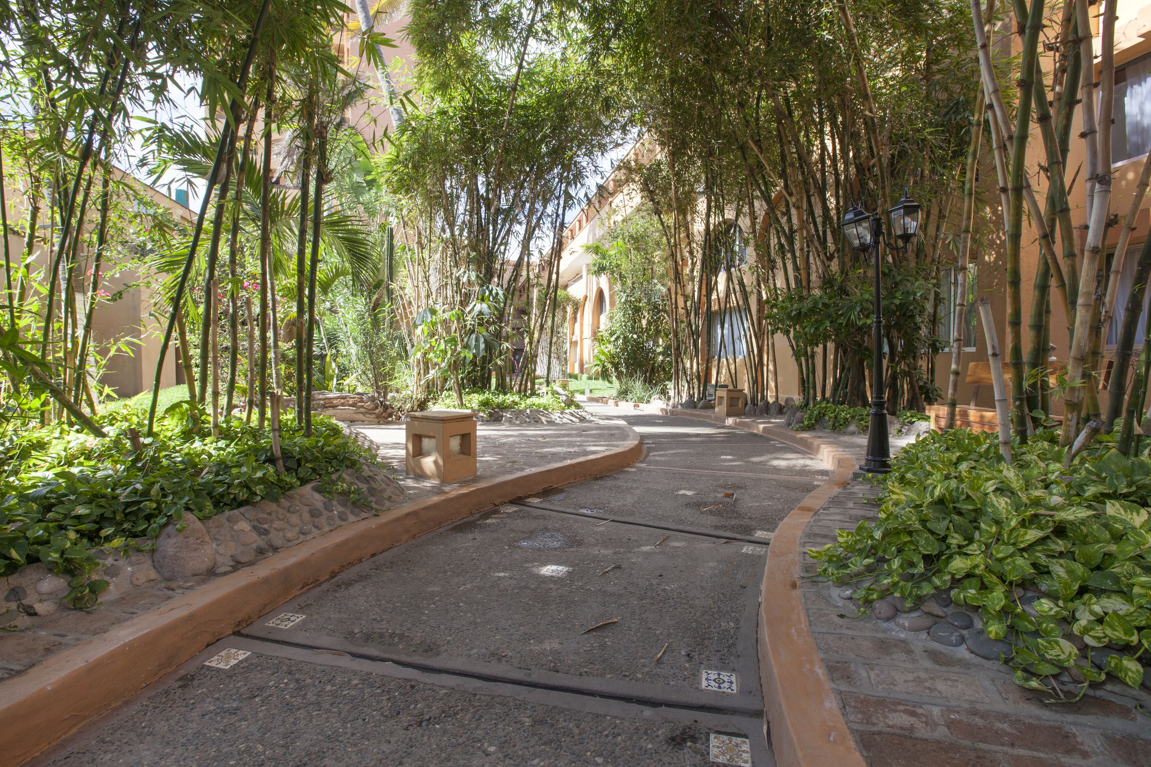A paved pathway flanked by lush greenery and bamboo trees, leading to a building with a curved entrance.