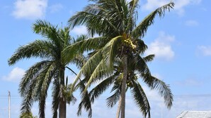 A tropical resort with palm trees, a pool area, and a view of the ocean. - Villablanca Garden Beach Hotel (Cozumel)
