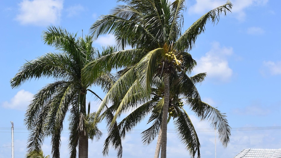 Villablanca Garden Beach Hotel