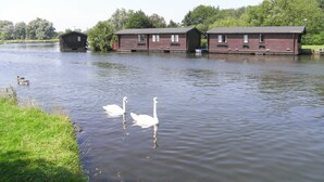 A calm lake with two swans swimming. There are wooden structures on the shore, likely cabins or lodges.
