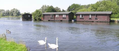 A calm lake with two swans swimming. There are wooden structures on the shore, likely cabins or lodges.