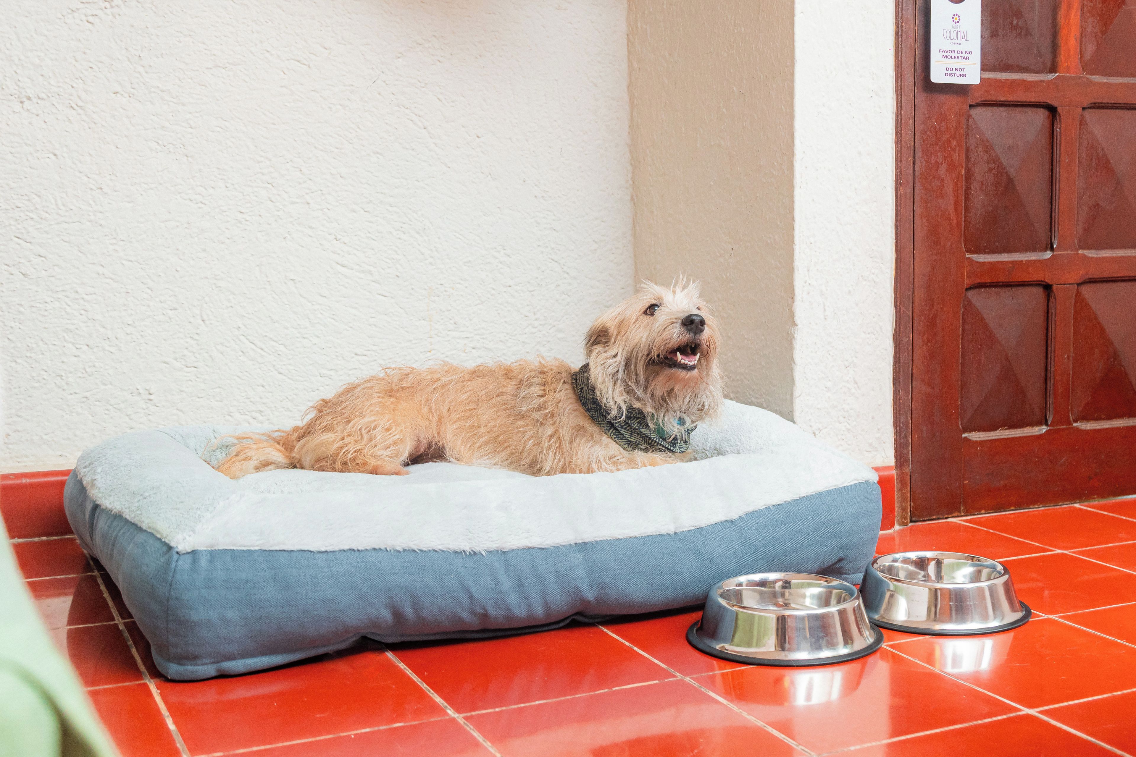 Un perro descansando sobre una cama para mascotas con dos platos metálicos a su lado.