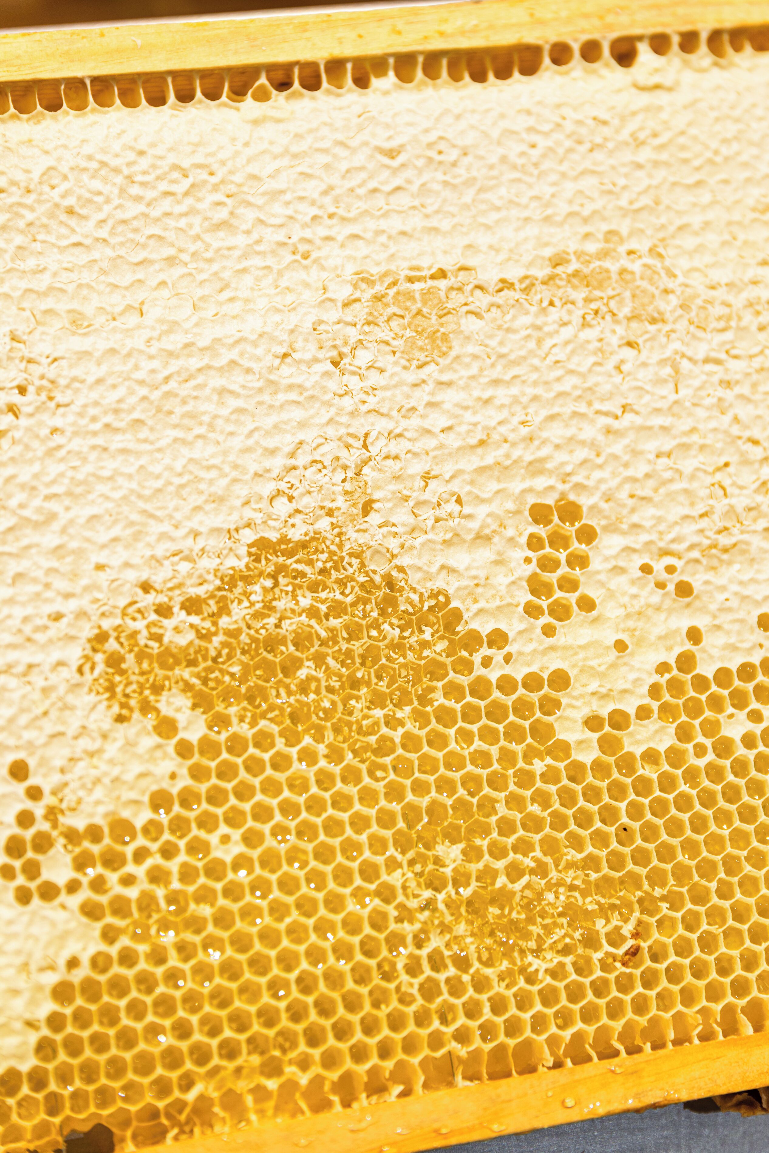 A close-up of a honeycomb structure with a wooden frame.
