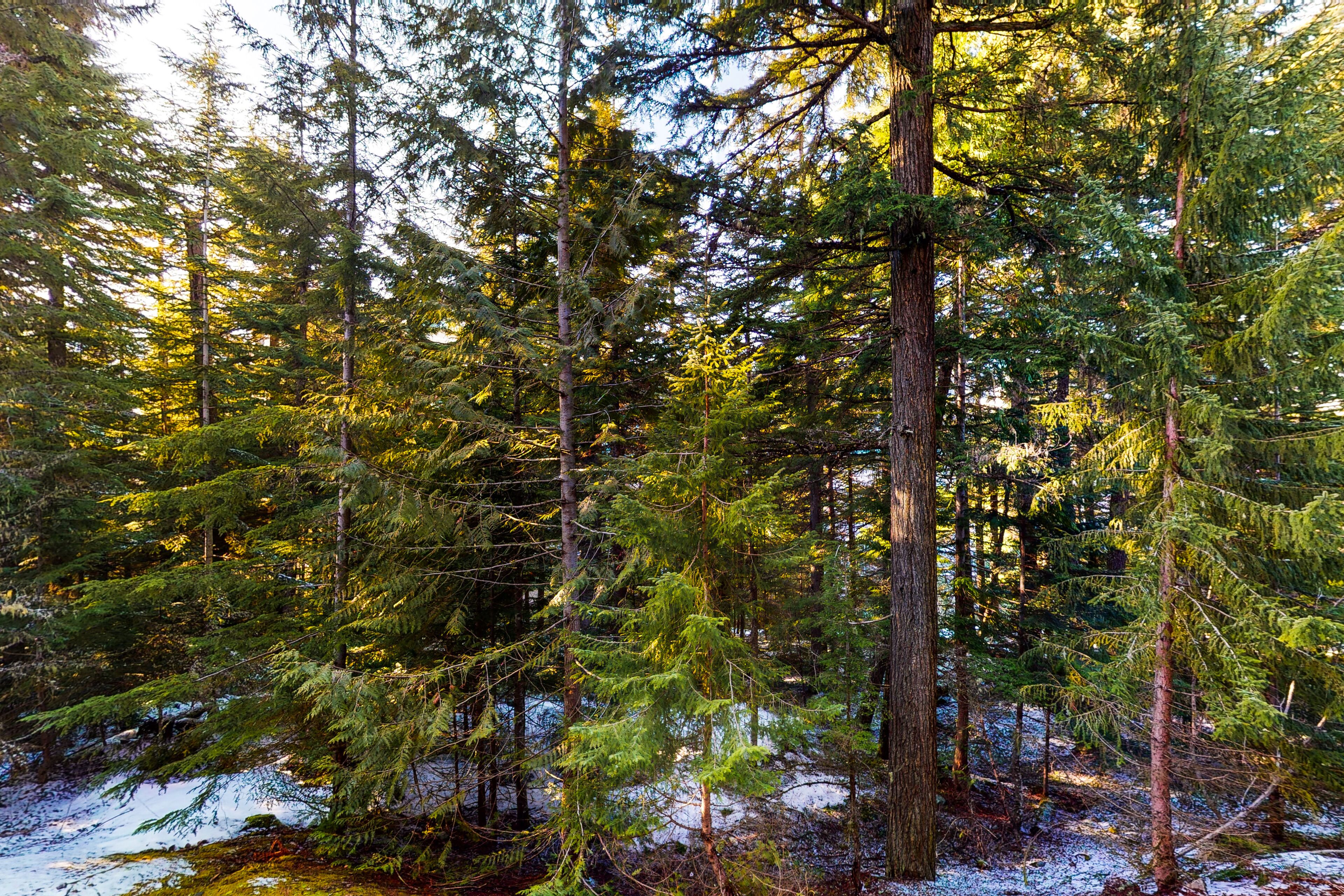Un bosque denso de altos árboles siempre verdes y un suelo cubierto de nieve.