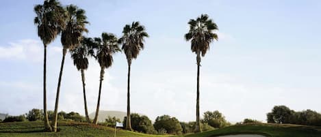 Un campo de golf con palmeras, una bandera y un búnker de arena.