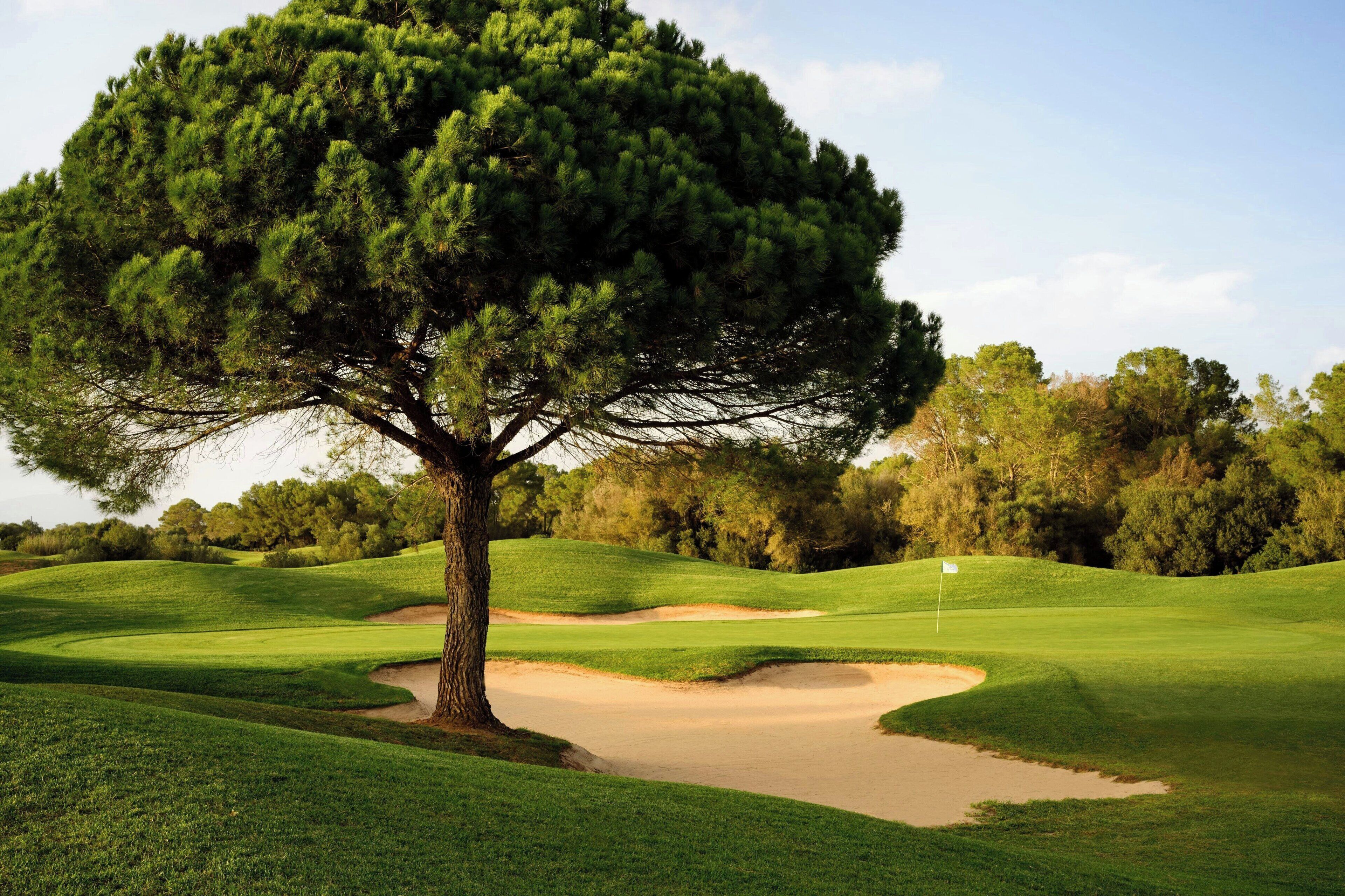 A golf course with a prominent pine tree, sand bunkers, and a flag marking the hole.