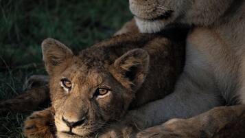 Safari