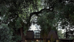 A modern lodge with a glass facade, surrounded by dense trees and a pathway leading to the entrance.