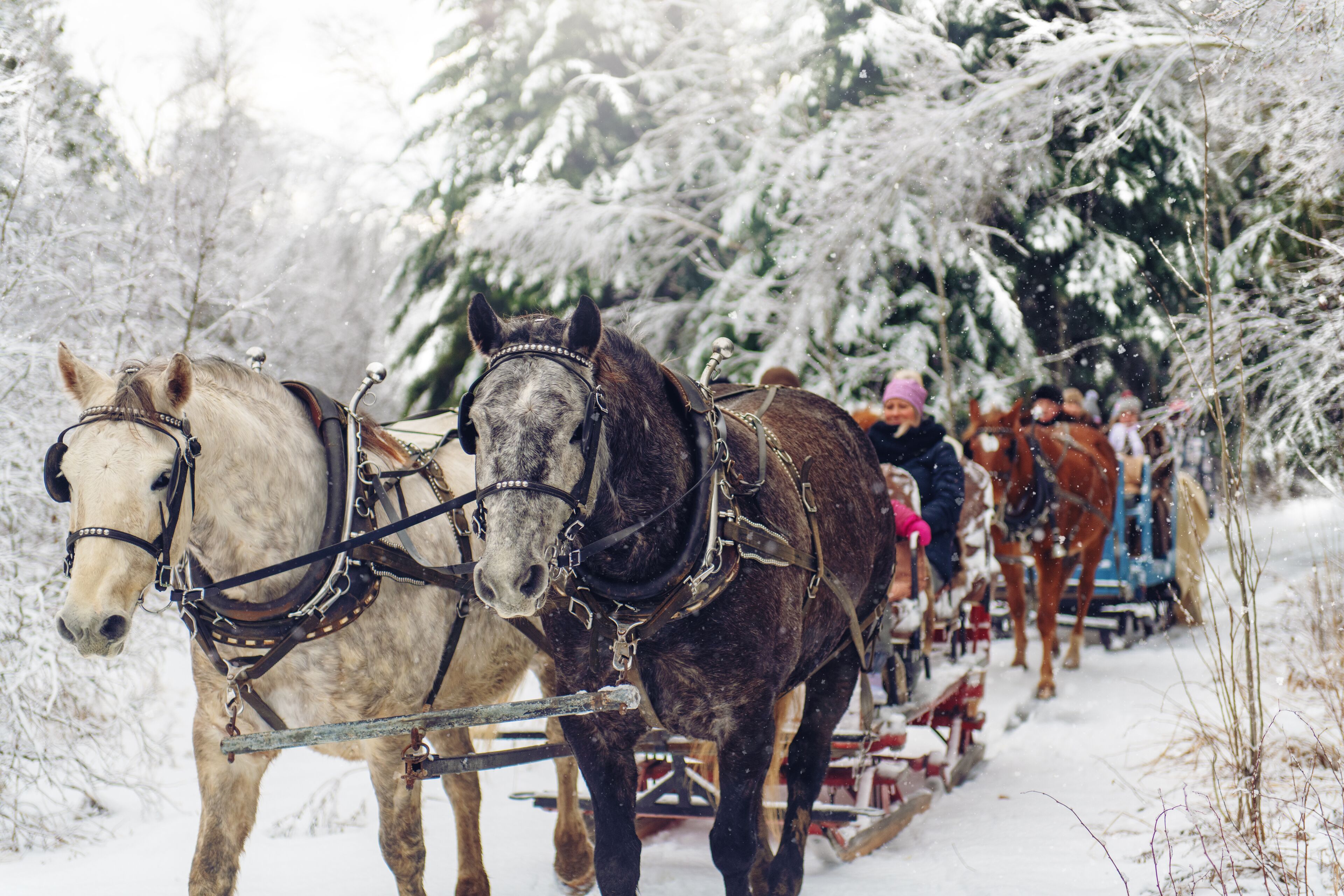Une calèche tirée par des chevaux dans une forêt enneigée.