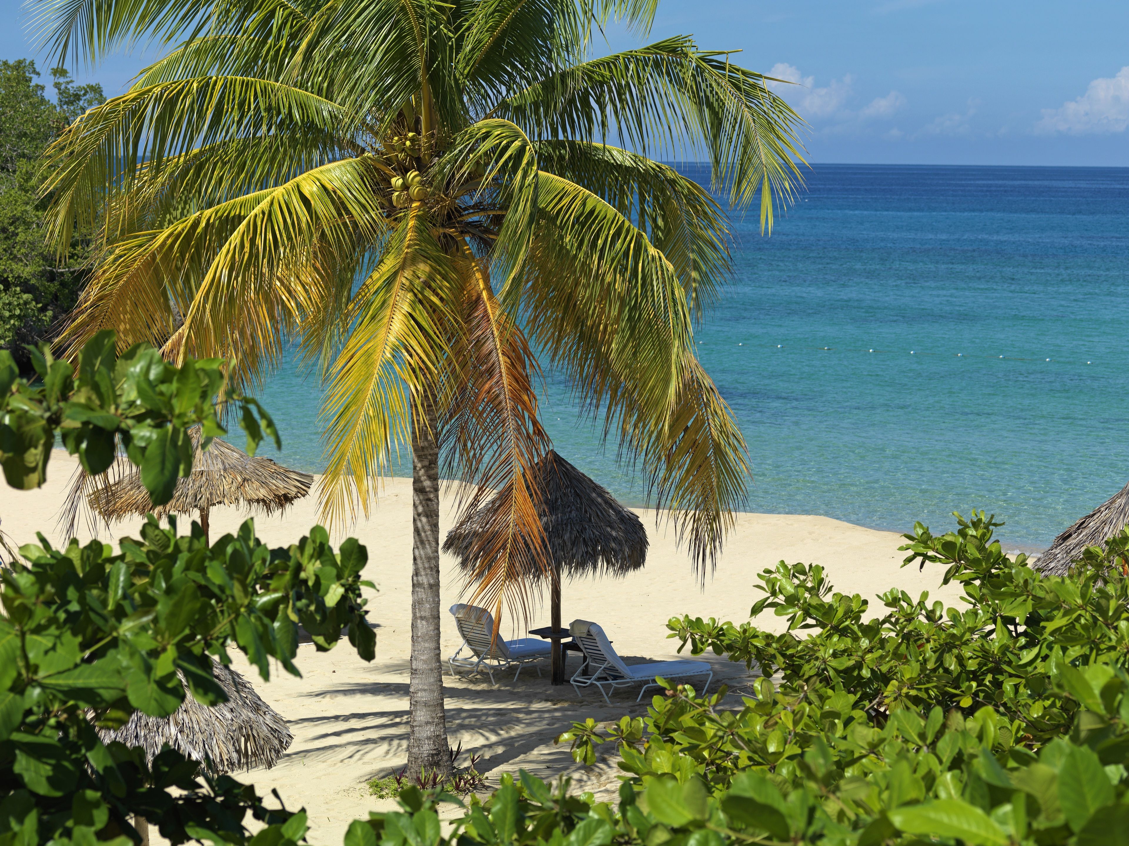 A beach with a palm tree, thatched umbrellas, and lounge chairs.
