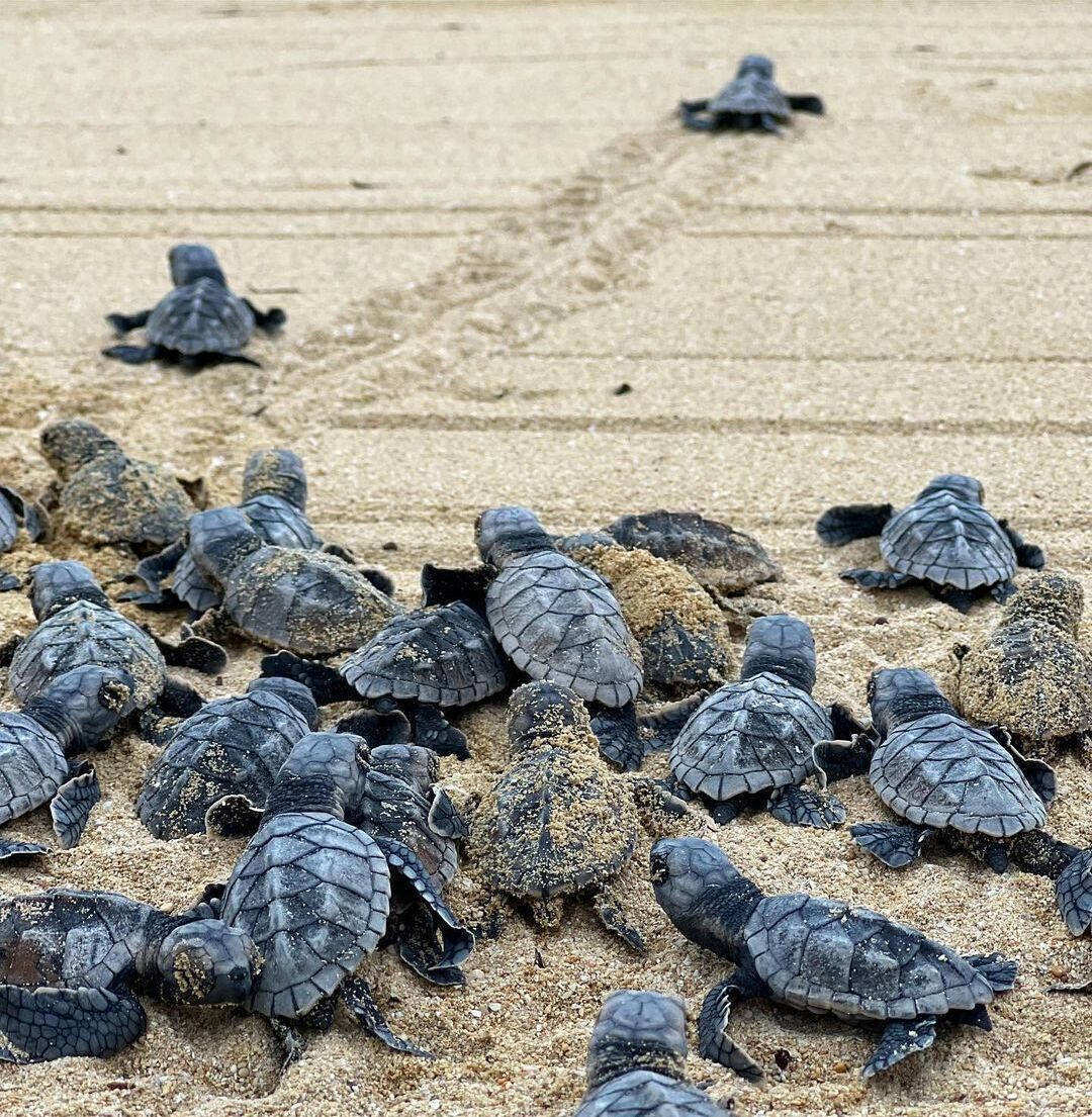 A group of sea turtles on a sandy beach.
