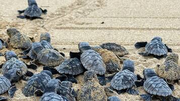 A group of sea turtles on a sandy beach.