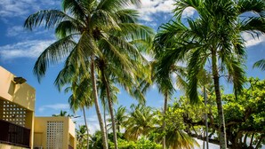 A tropical garden with palm trees, a pathway, and a building with a balcony. - Starfish Tobago Resort (Plymouth)