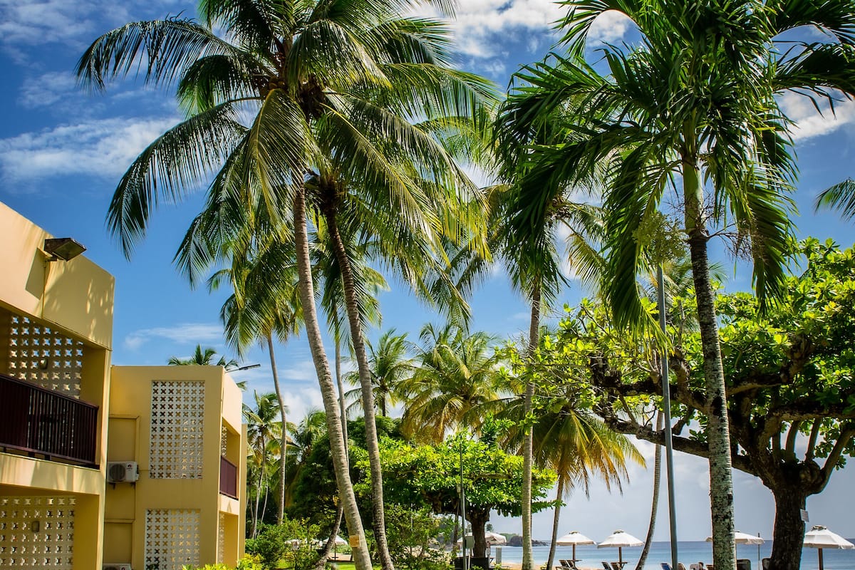 A tropical garden with palm trees, a pathway, and a building with a balcony.