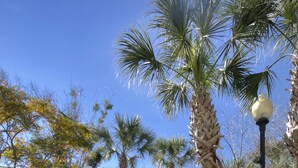 A golf putting green surrounded by palm trees and a brick pathway. - Holiday Inn Express & Suites S Lake Buena Vista by IHG (Kissimmee)