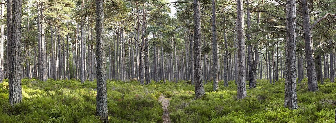 A dense forest with a narrow dirt path.