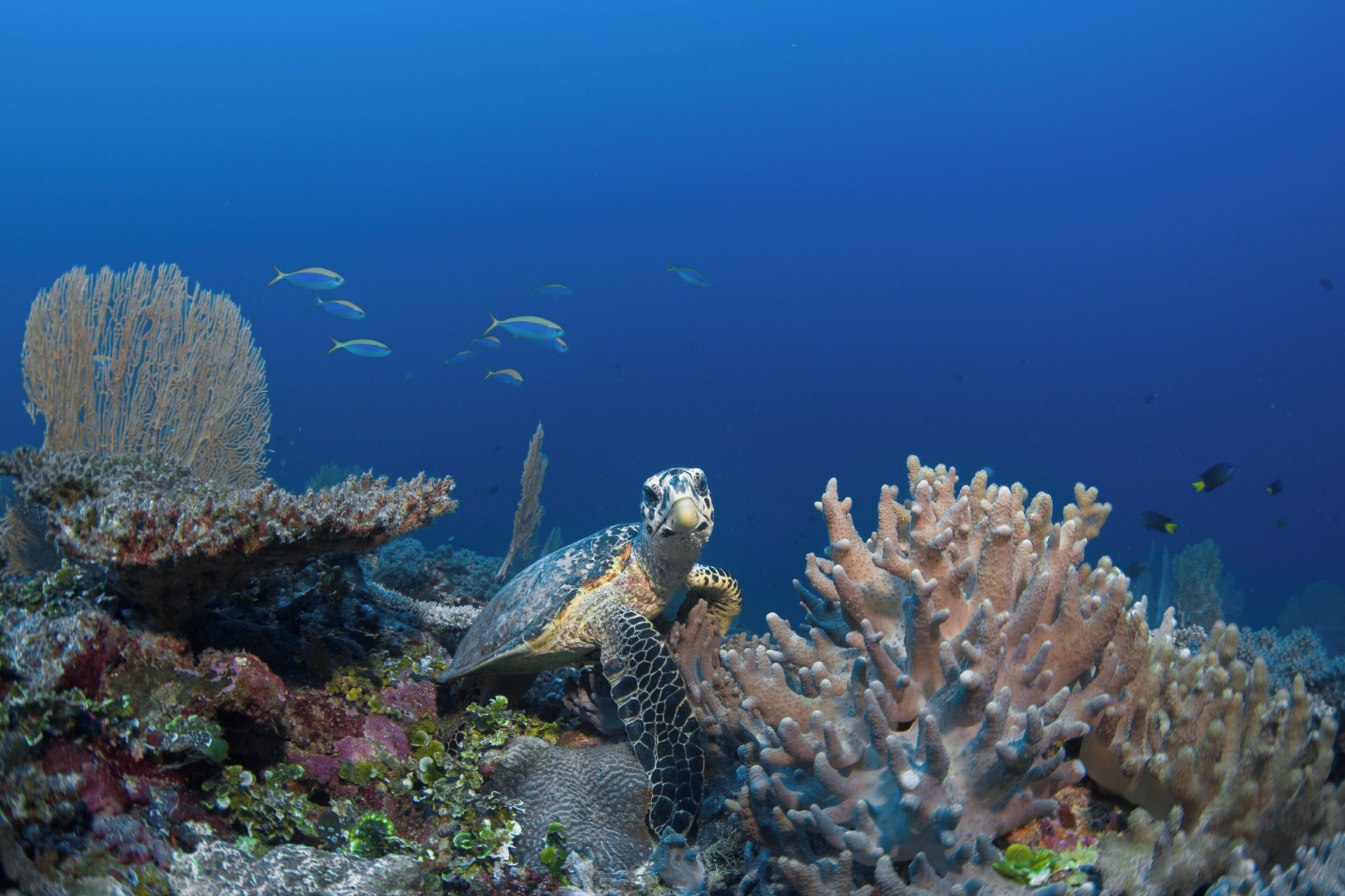 A sea turtle on a coral reef with various fish swimming around.
