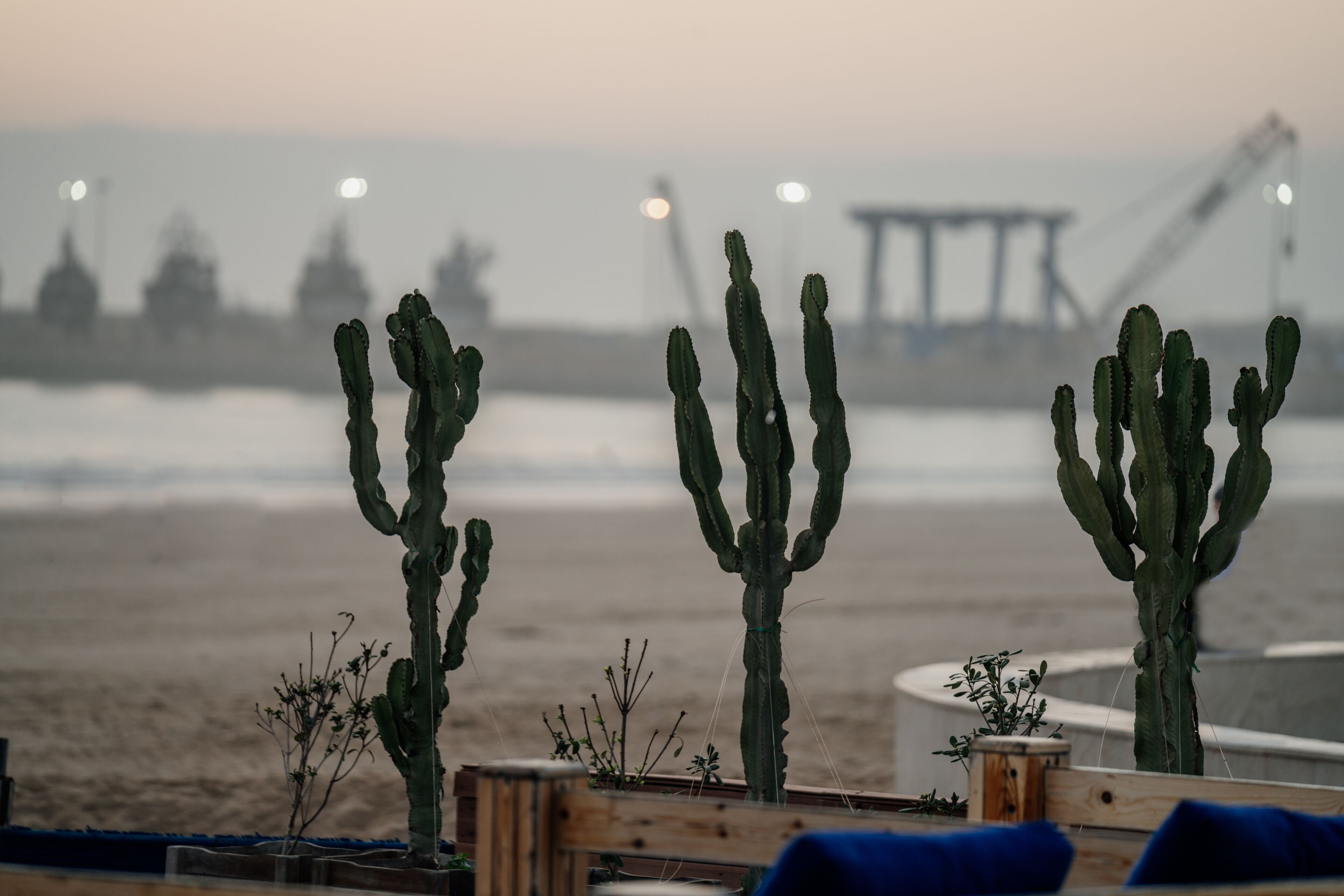 A desert landscape with cacti and a distant view of a bridge.
