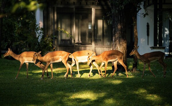 A group of deer in a grassy area with trees and a building in the background. - Royal Livingstone Victoria Falls Zambia Hotel by Anantara (Livingstone)