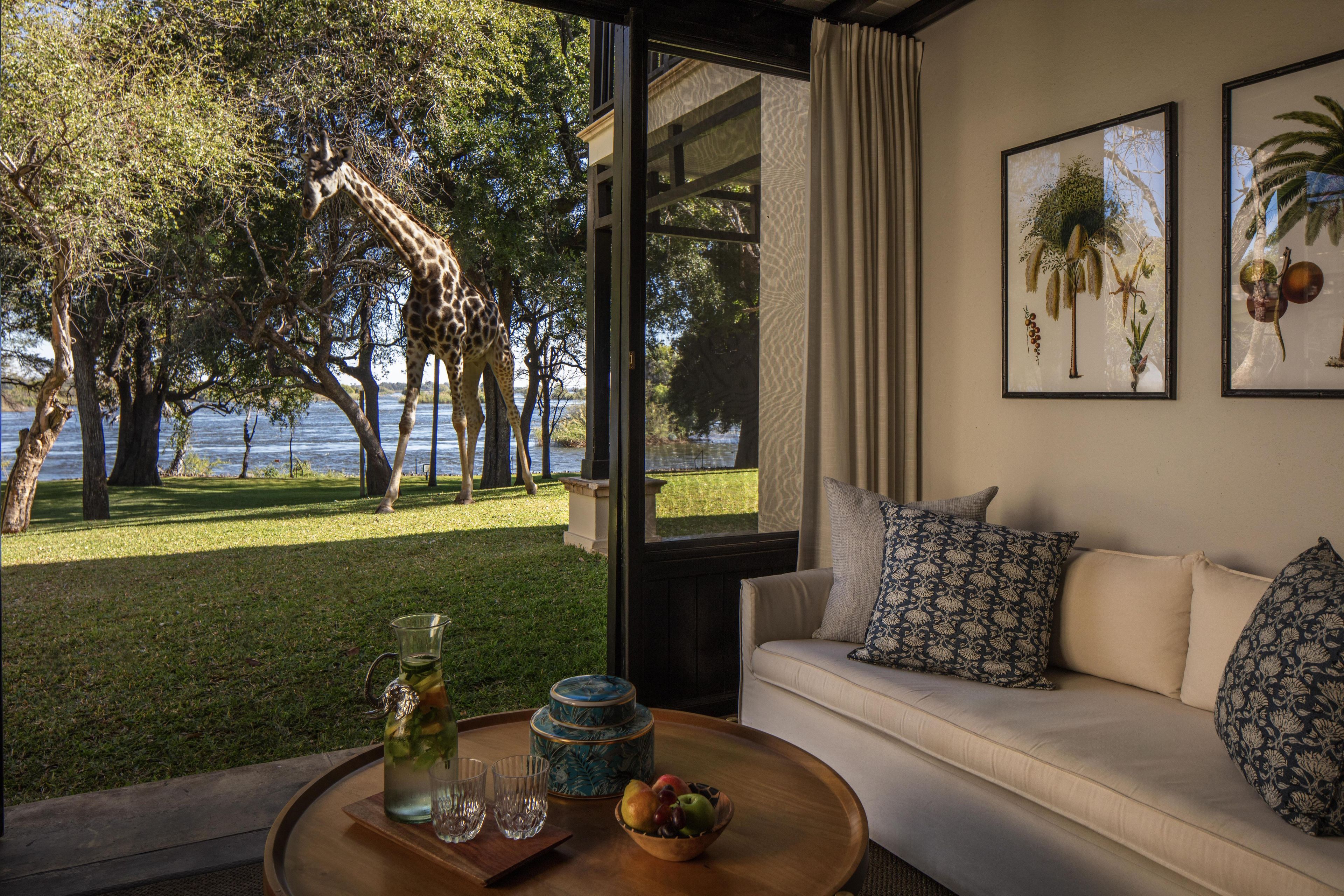 A room with a view of a giraffe, a sofa, a coffee table with a pitcher and glasses, and framed botanical prints on the wall.