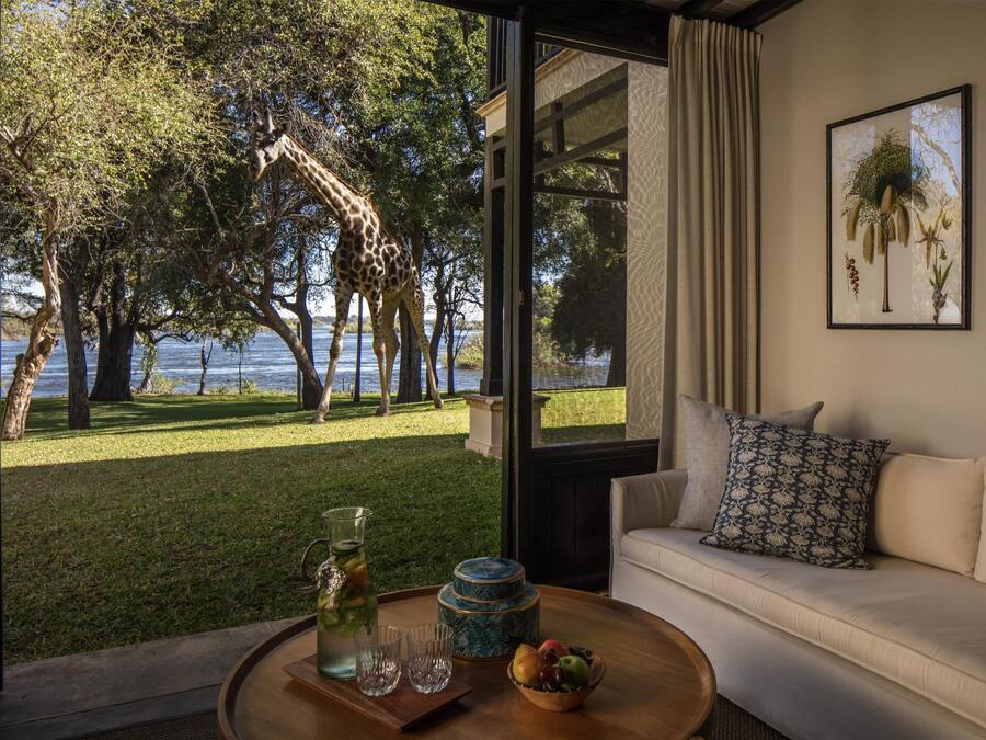 A room with a view of a giraffe, a sofa, a coffee table with a pitcher and glasses, and framed botanical prints on the wall.