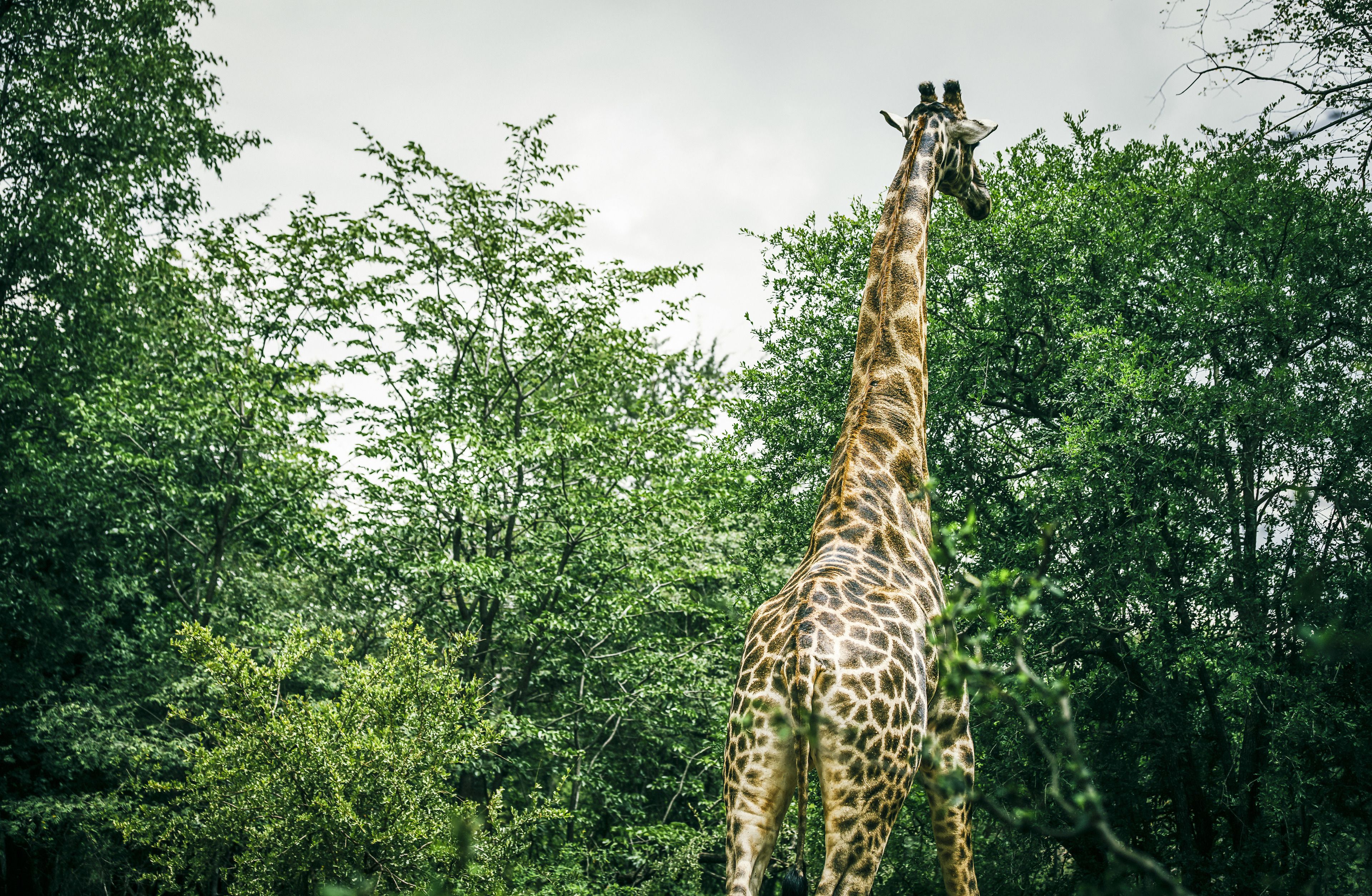 A giraffe standing in a forested area with dense green foliage in the background.
