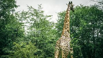 A giraffe standing in a forested area with dense green foliage in the background.