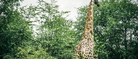A giraffe standing in a forested area with dense green foliage in the background.