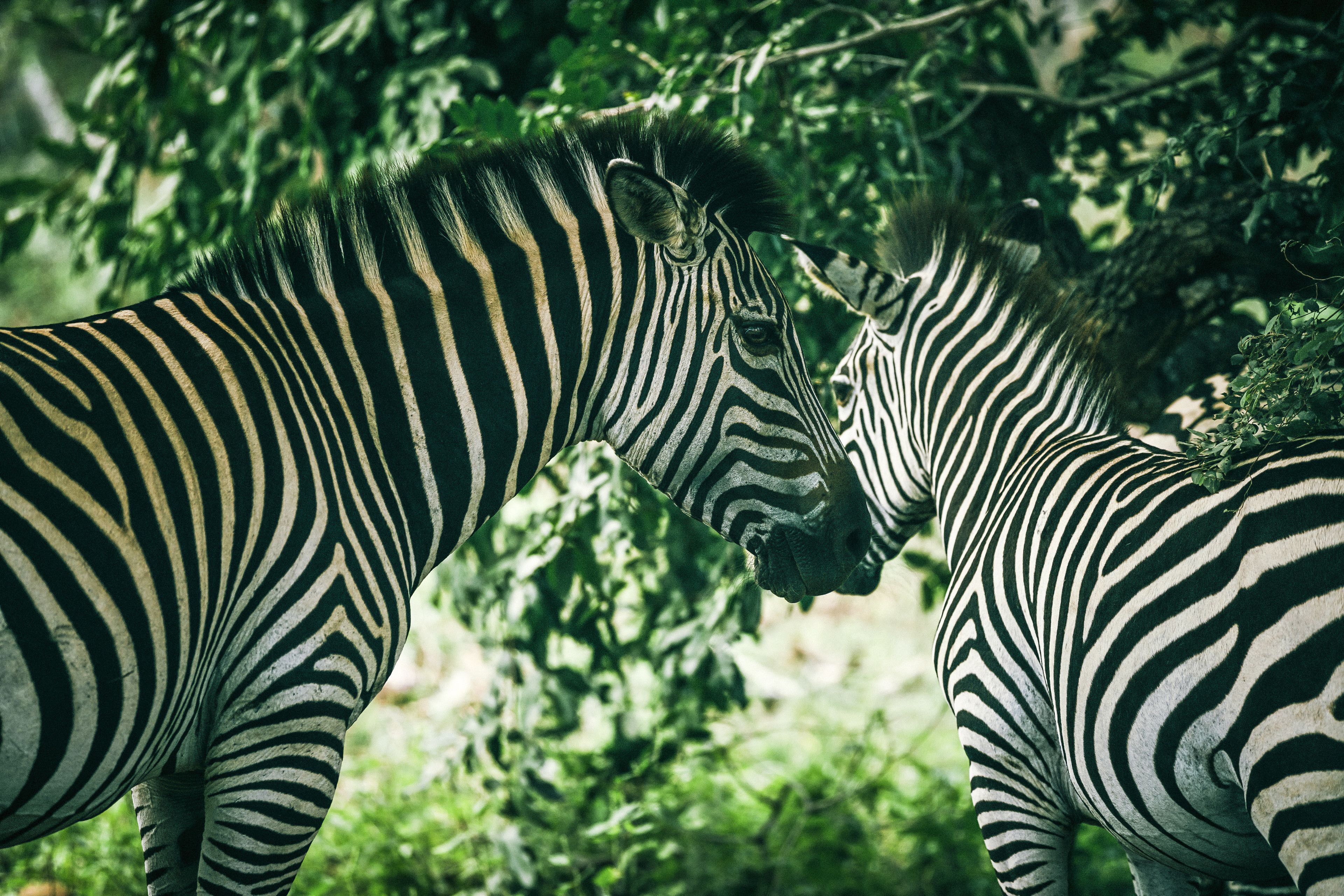 Two zebras standing close to each other in a natural setting with greenery in the background.