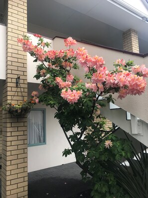 花园