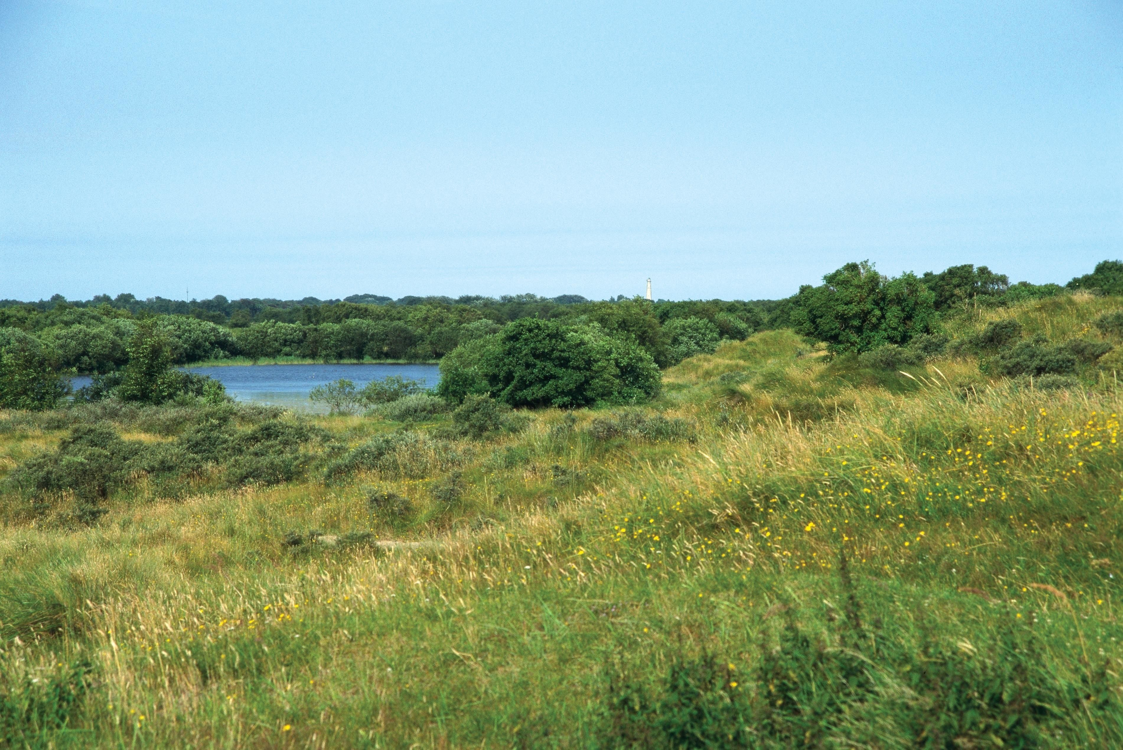 A natural landscape with a lake, dense greenery, and wildflowers.