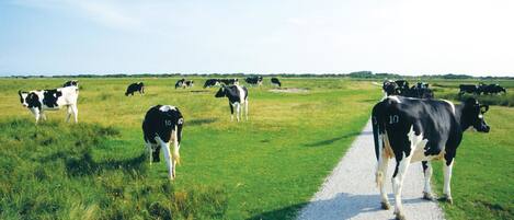 A rural landscape with a gravel path and cows grazing in the field.