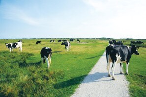 A rural landscape with a gravel path and cows grazing in the field.