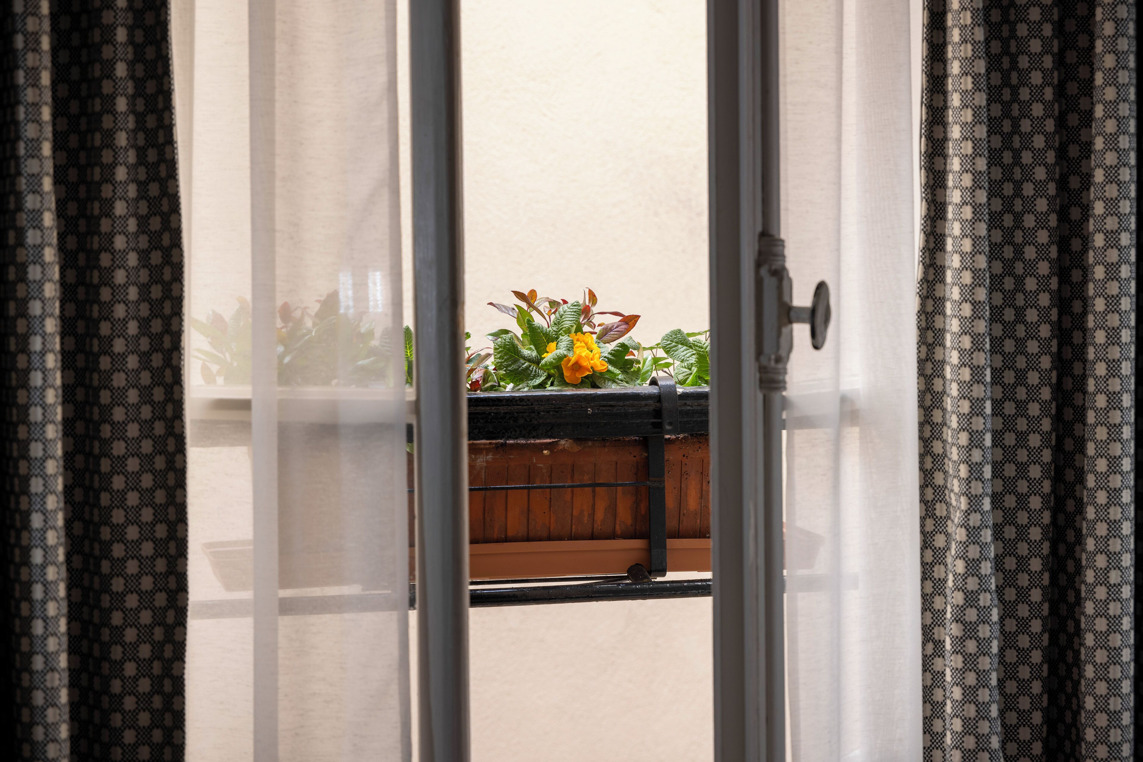 A view through a window with a wooden planter box containing plants.