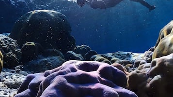 An underwater scene with divers and coral formations.
