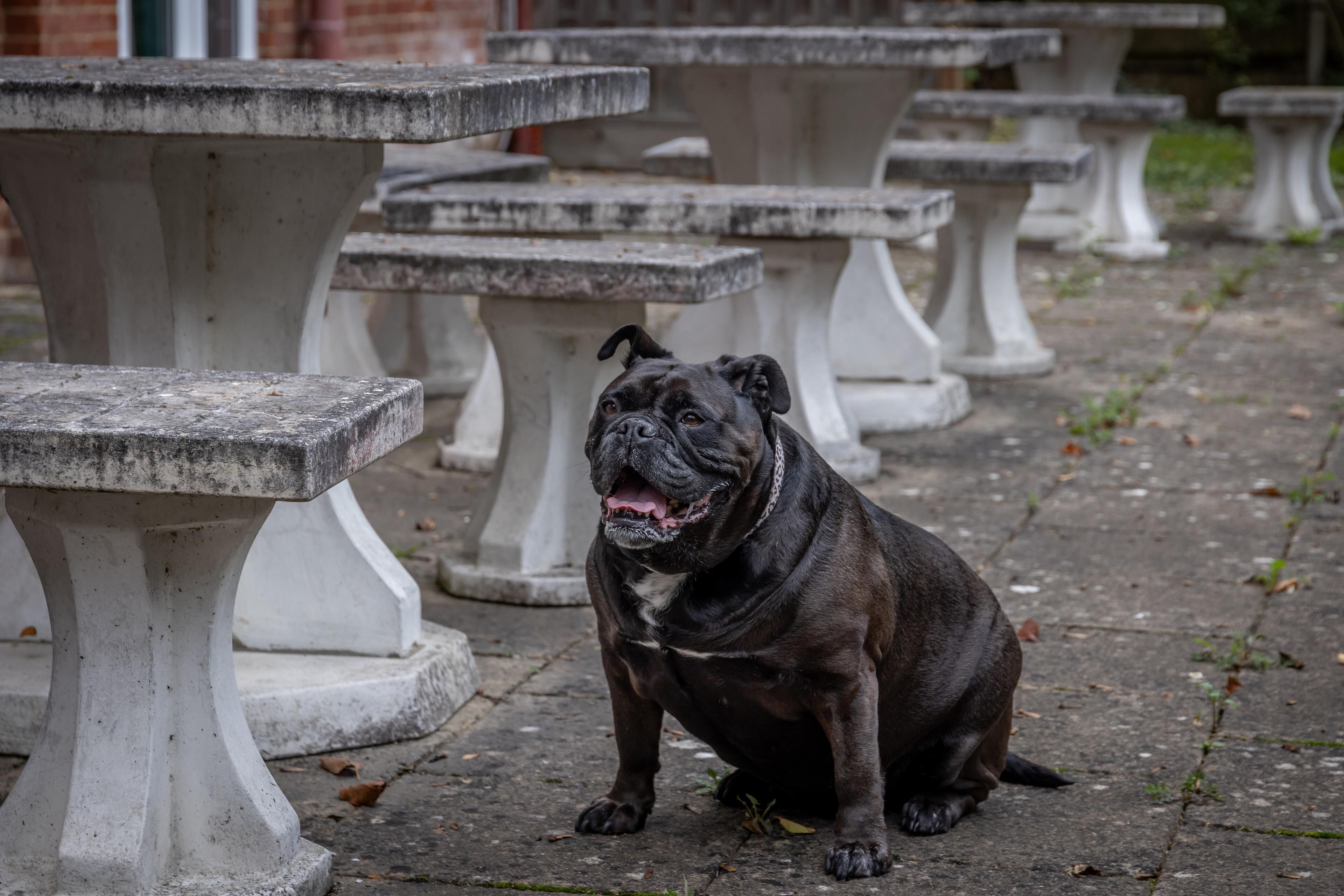 A black dog sitting on a stone pavement with multiple stone tables in the background.