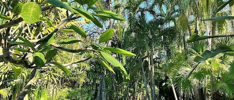 King Suite | View from property