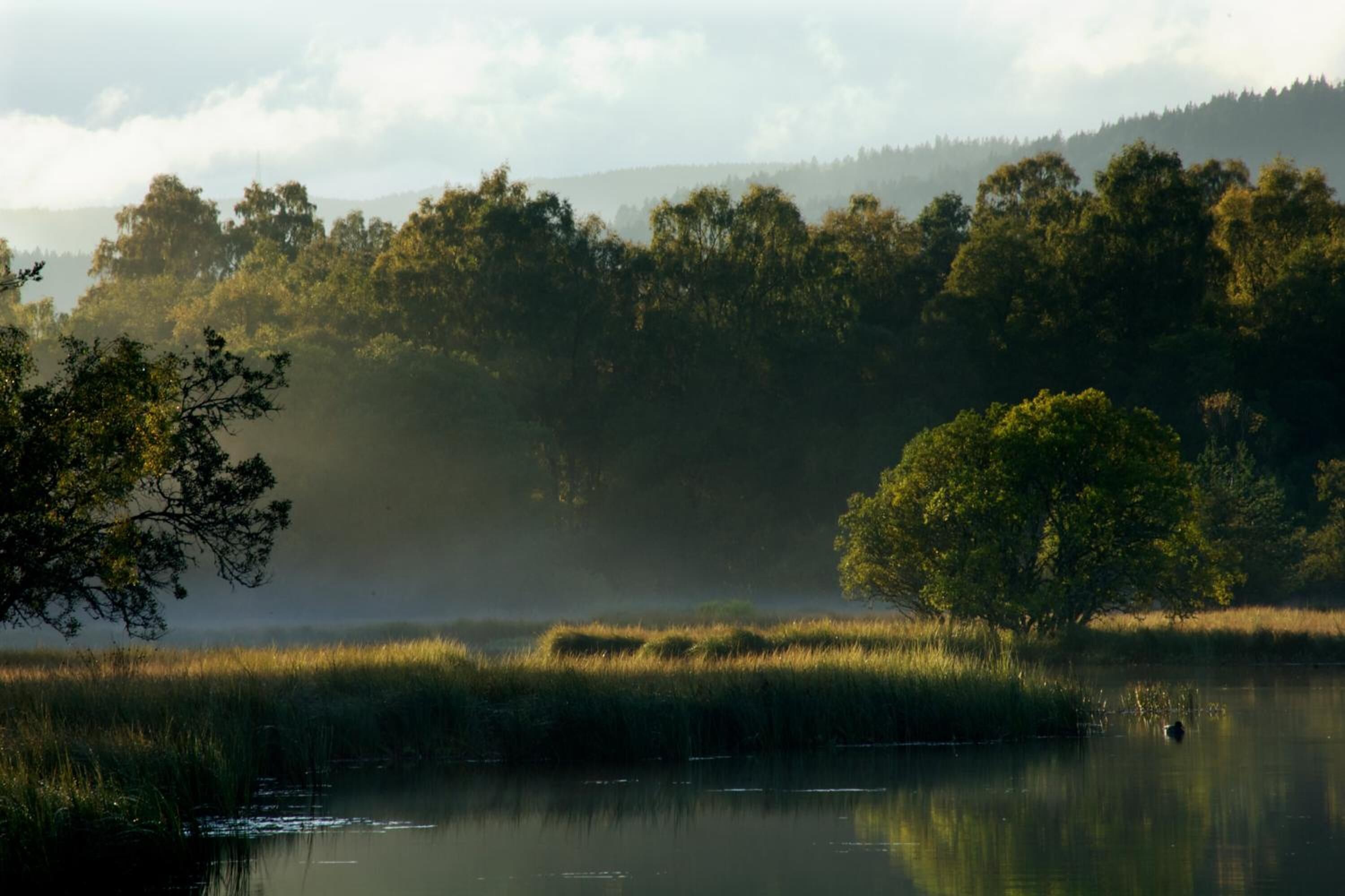 A serene landscape with a calm body of water, dense trees, and a misty atmosphere.