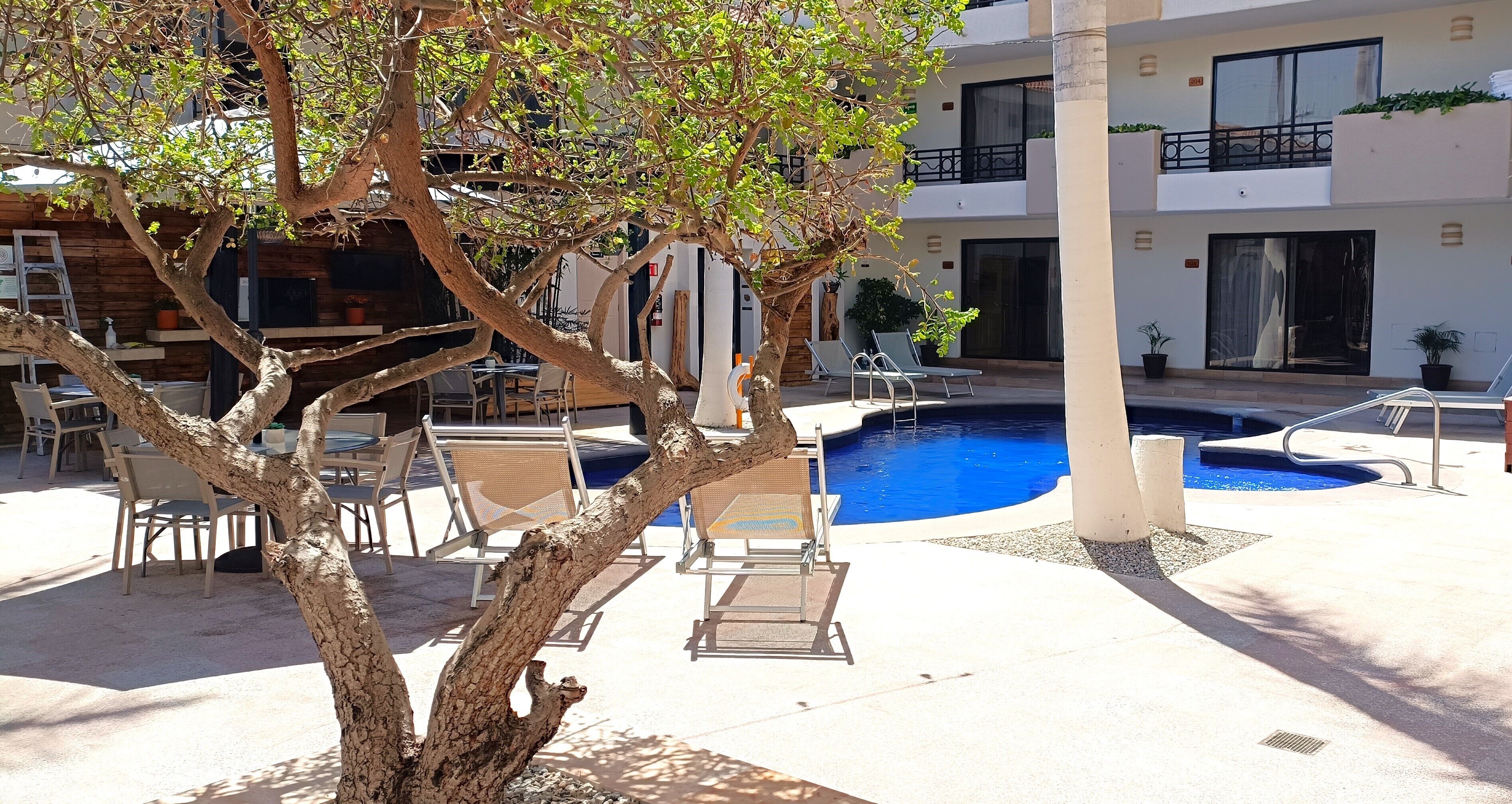 Zona de piscina con sillones reclinables, un árbol y un edificio con balcones.