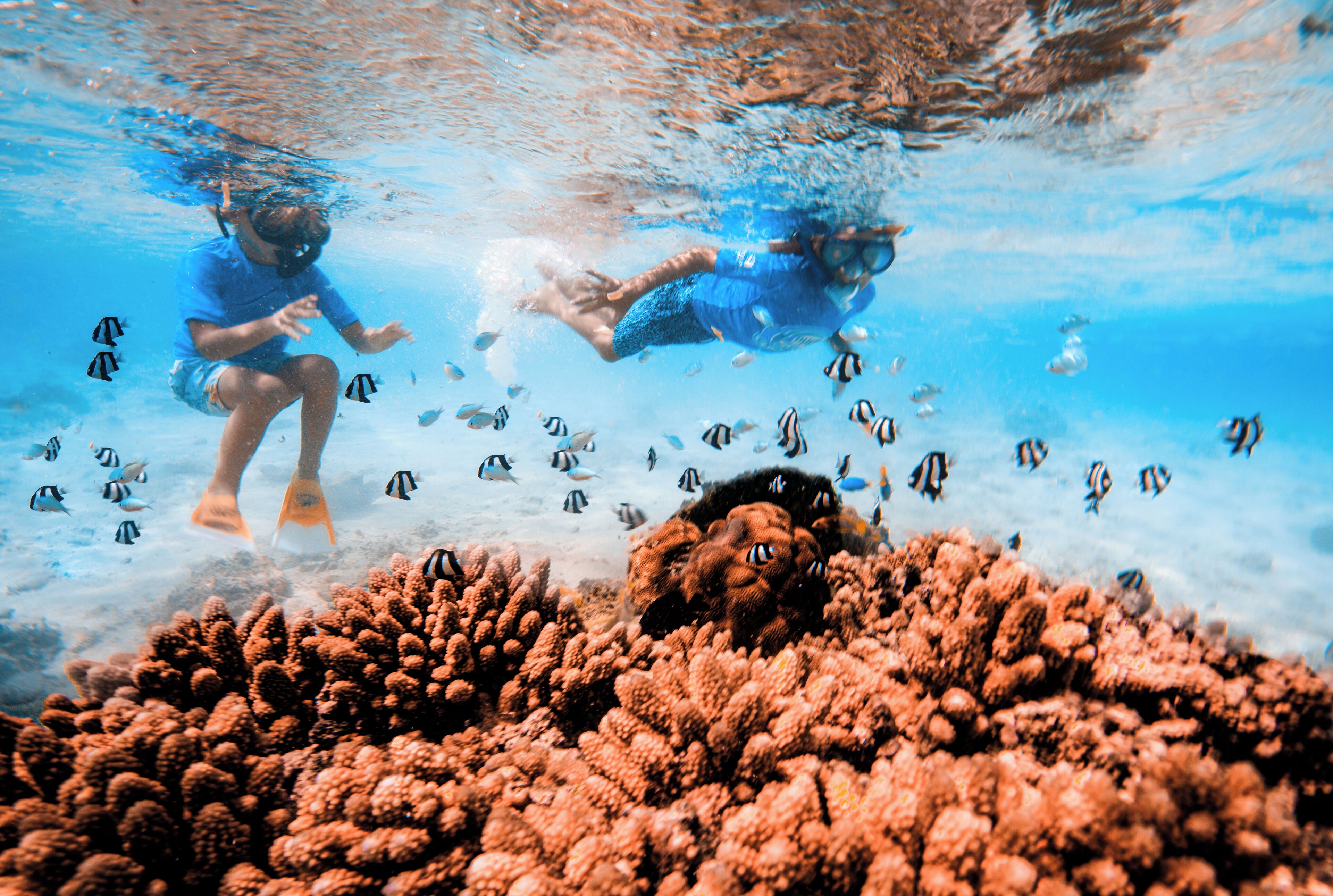 An underwater scene with two divers and a school of fish.