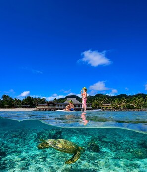 A clear view of a beach with a turtle swimming in the water, palm trees, and a building in the background. - The Rarotongan Beach Resort & Lagoonarium (Rarotonga)
