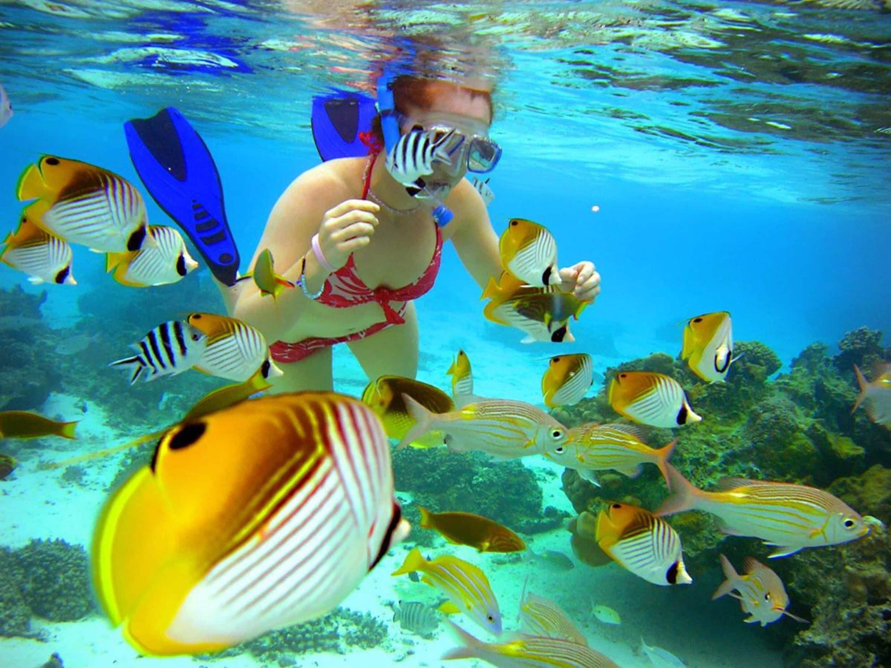 Una persona practica snorkel rodeada de peces en aguas cristalinas.