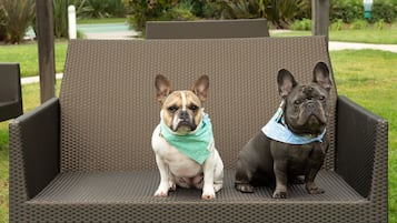 Dos perros sentados en un banco de mimbre al aire libre.