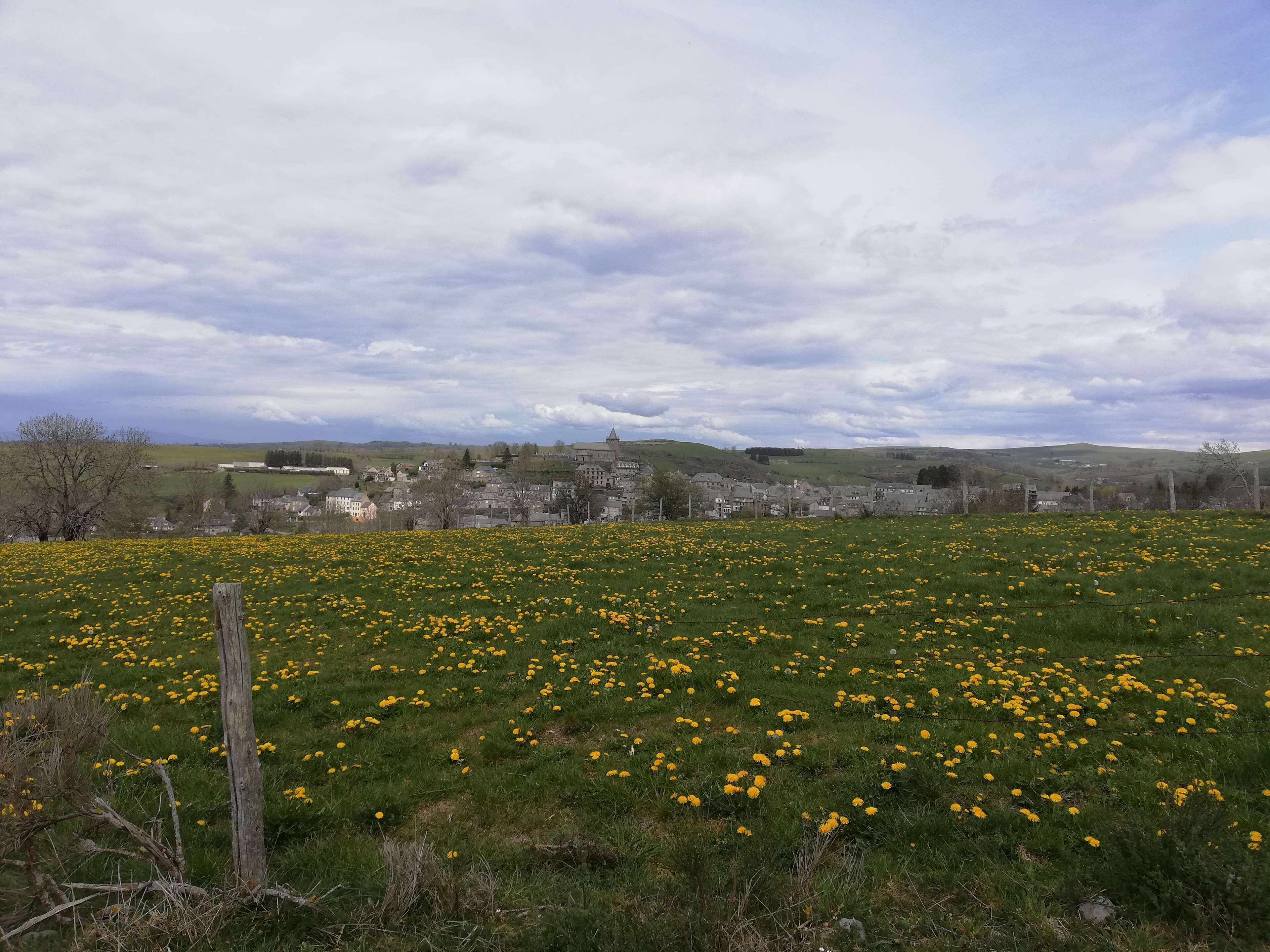 A rural landscape with a field of yellow flowers and a distant town.