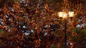 A wooden bench in a garden with a lamp post and string lights. - Hilton Garden Inn Fairfax (Fairfax)